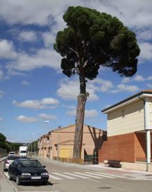 Imagen secundaria 2 - Los vecinos del municipio se acercaron para ver el pino derribado. En la última imagen, así era el Macareno, símbolo de Peñafiel