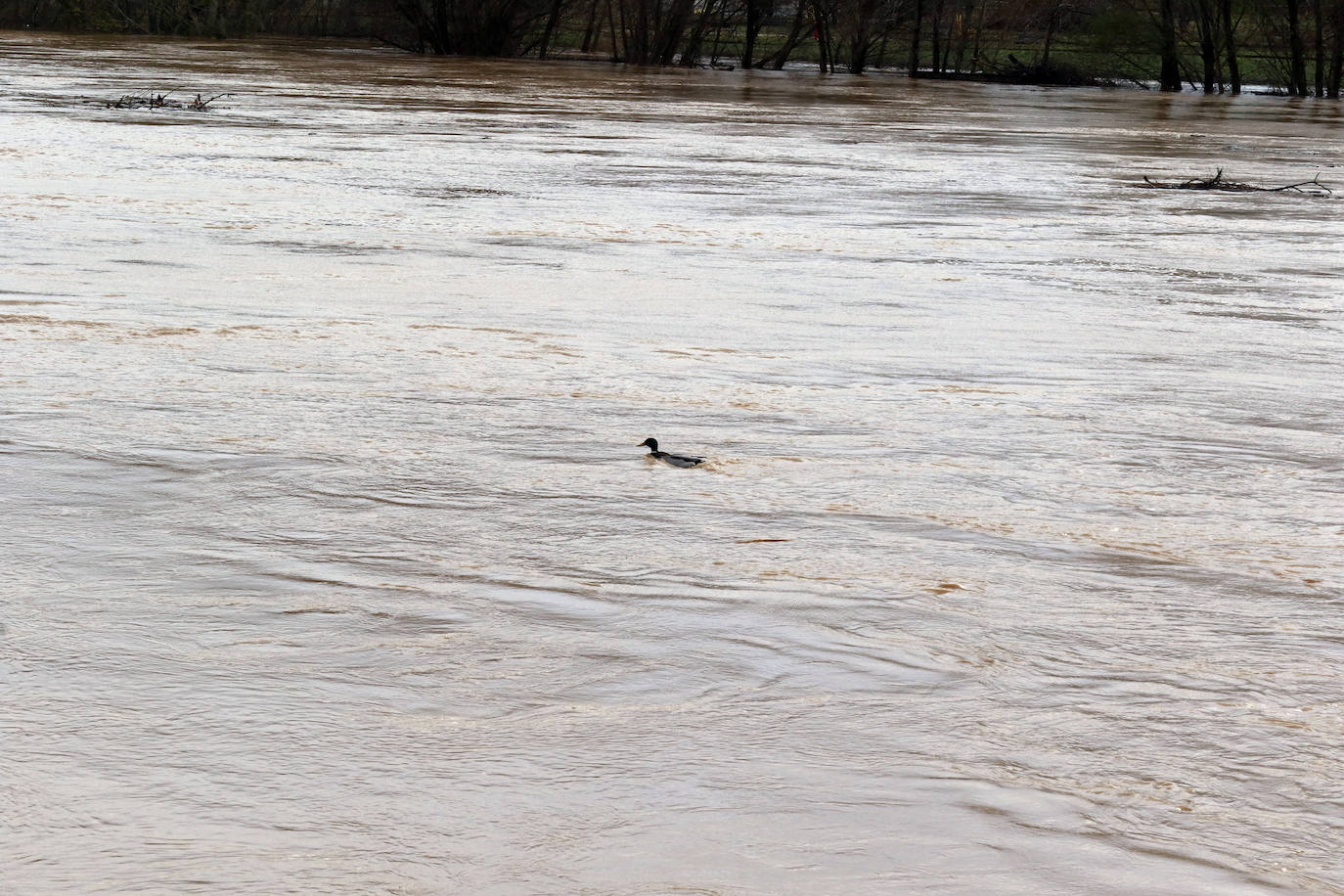 Fotos: El Pisuerga, a punto de inundar por completo el puente de Simancas