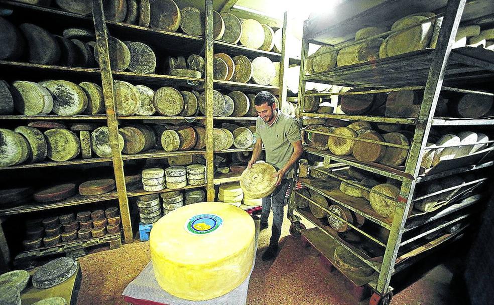 Aarón Hernández, con su ejemplar gigante de 174 kilos, en la imponente nave donde se curan sus sabrosos quesos.