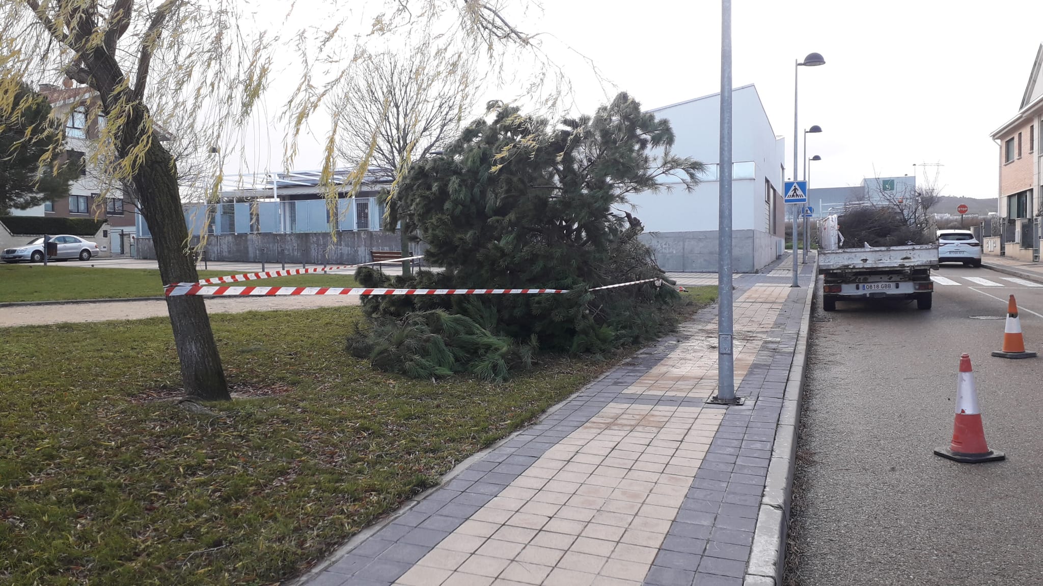 Un árbol derribado en Arroyo de la Encomienda.