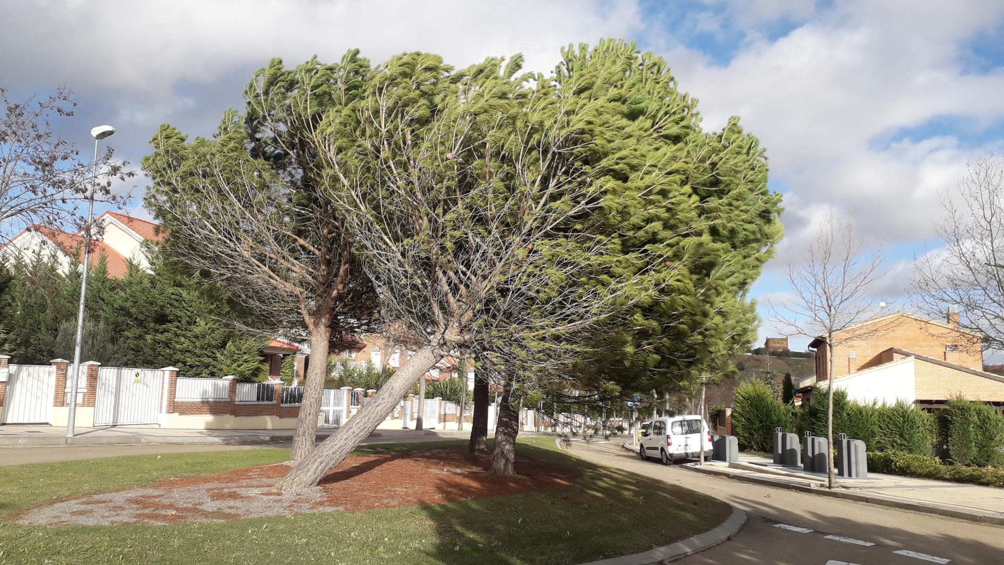 Un árbol derribado en Arroyo de la Encomienda.