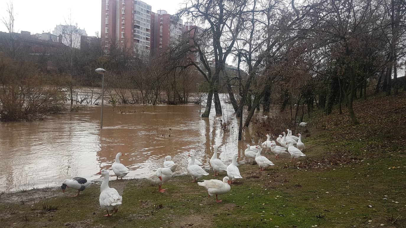 Estado del río Pisuerga a su paso por Valladolid capital este lunes 23 de diciembre por la mañana. 