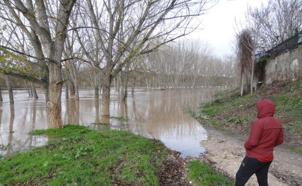 Imagen principal - El Duero, con la chopera de Puente Duero anegada (arriba). Debajo, restos de la crecida del Pisuerga y el Esgueva (derecha), con las escaleras anegadas entre Pajarillos y Pilarica.