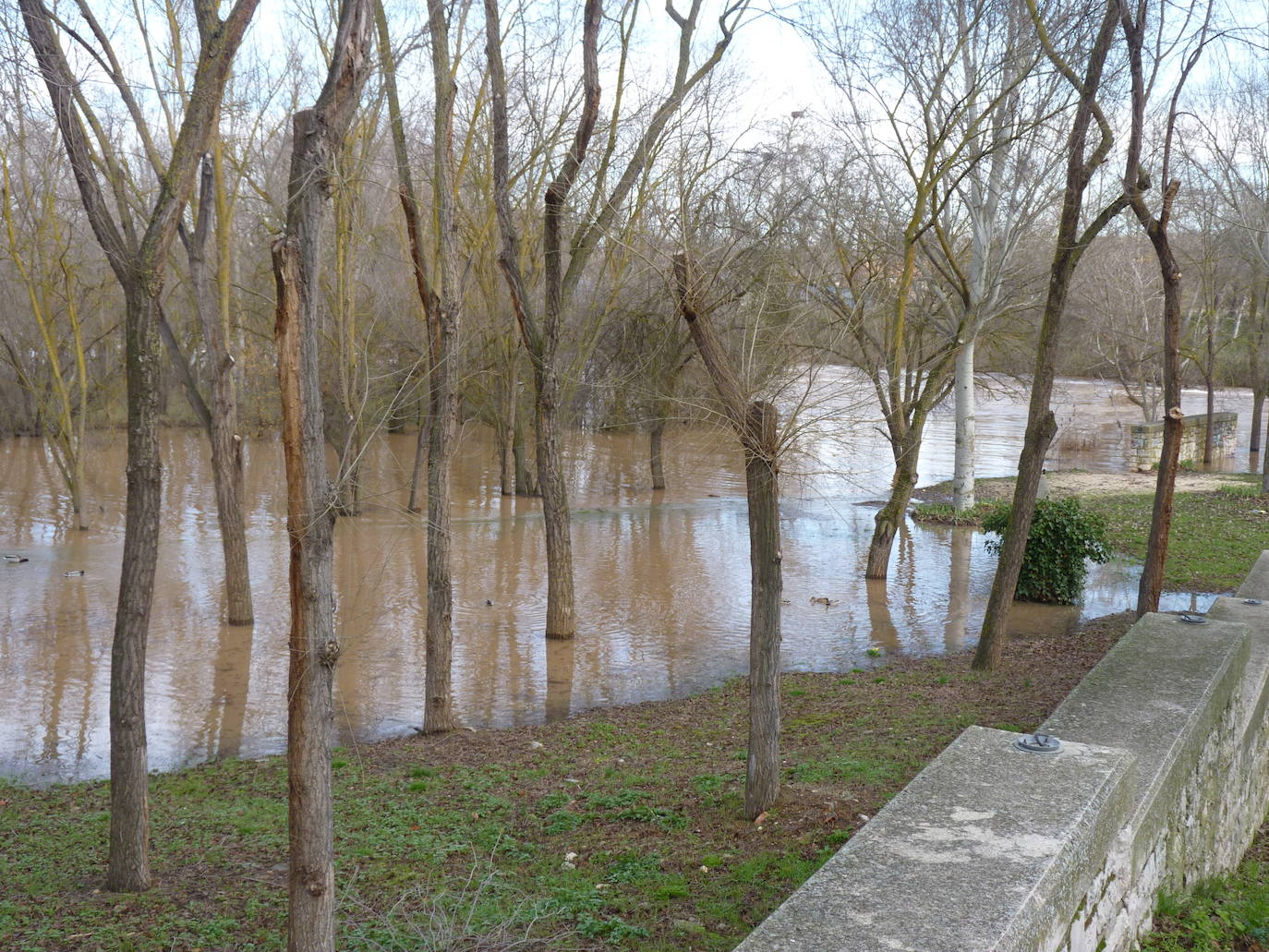 Fotos: El río Duero a la altura de Tudela el día de Navidad