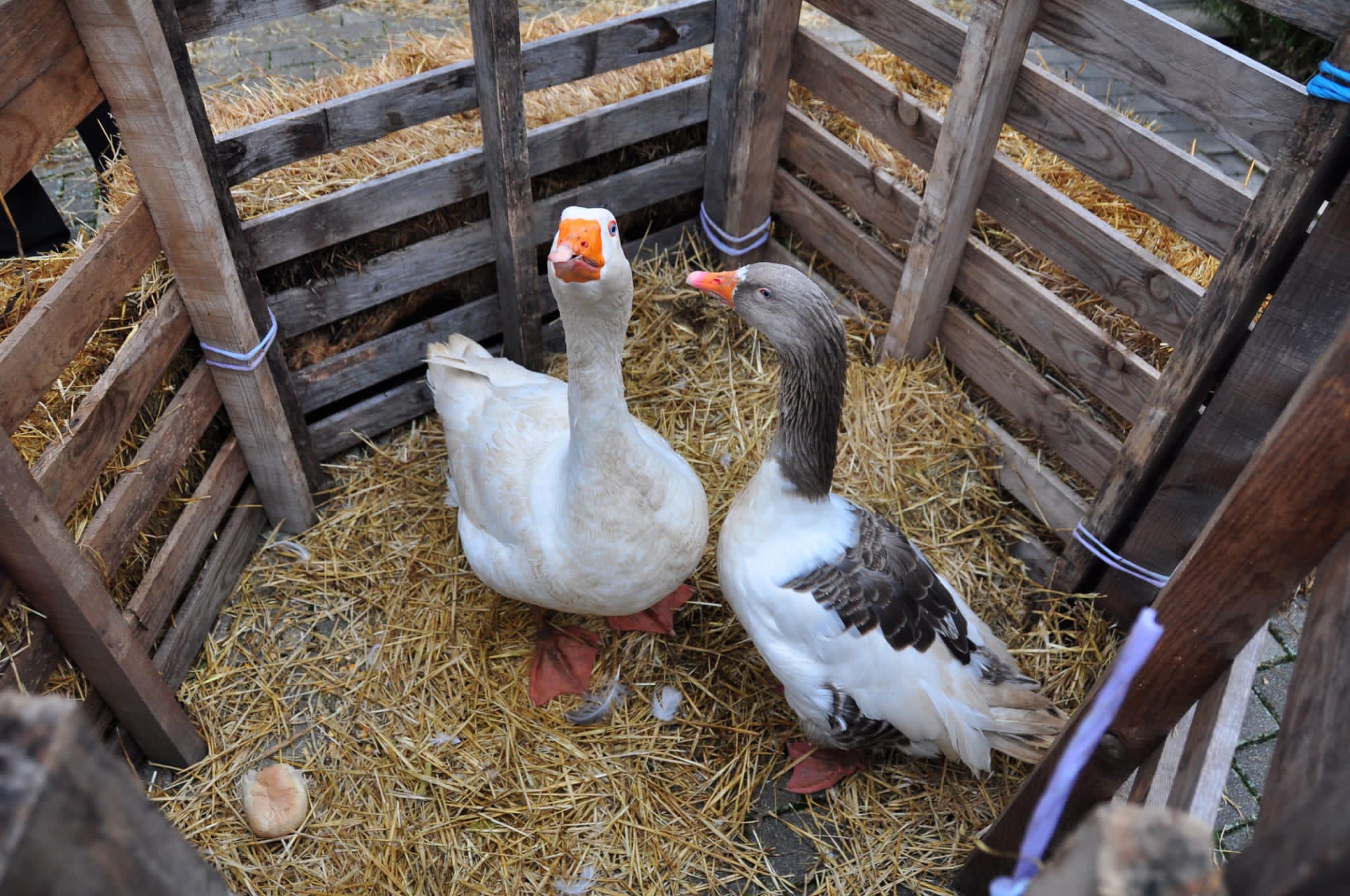 Fotos: Belén viviente de Robladillo.