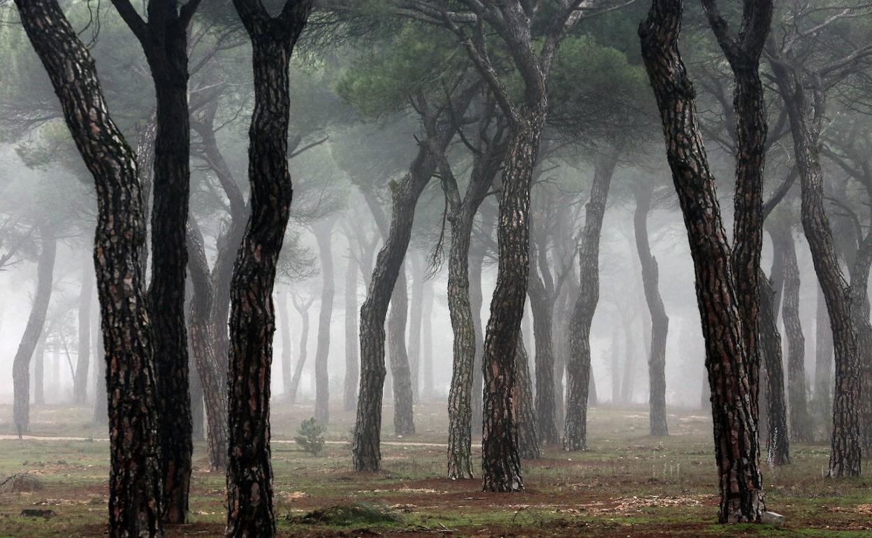 Niebla y cencellada en el Pinar de Antequera en Valladolid.