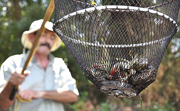 El pescador Fausto Díez Descalzo muestra la captura de cangrejos en su retel en el rio Adaja. 