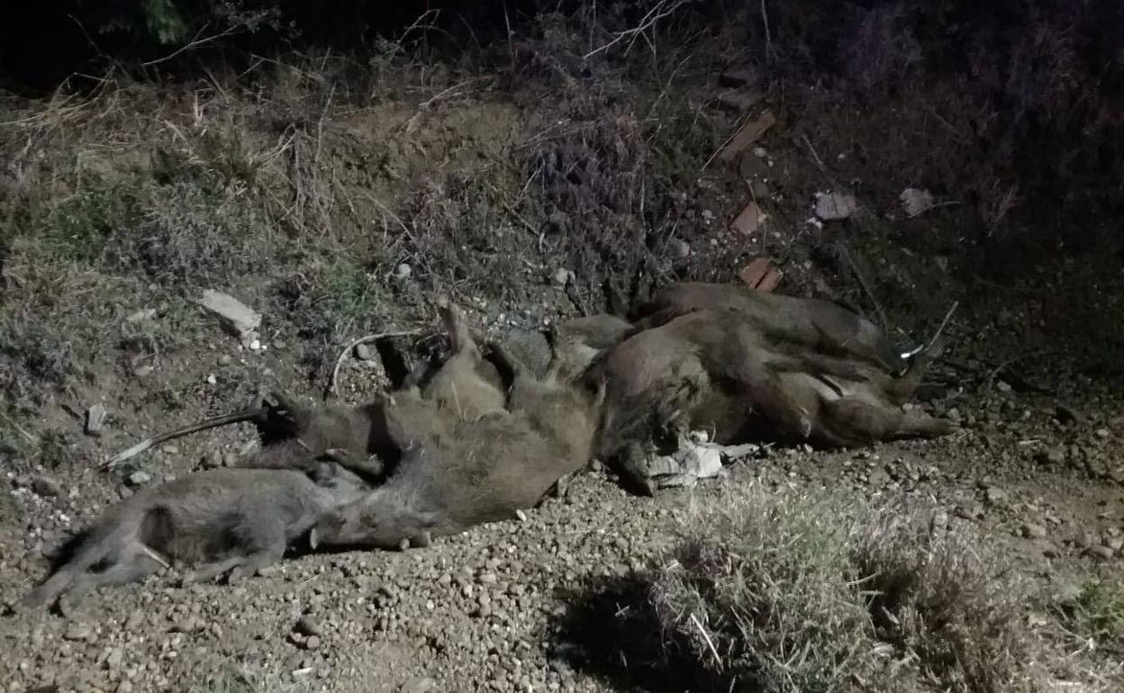 Jabalíes muertos en la cuneta tras un accidente ocurrido en agosto en Villamuriel.