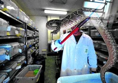 Imagen secundaria 1 - Proceso de extracción de la toxina.