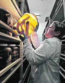 Imagen secundaria 2 - Proceso de extracción de la toxina.