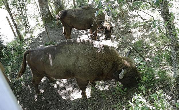 Bisontes de la Reserva. 