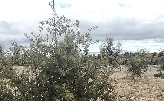 Uno de los perros truferos que ayudan a Juan Zayas a encontrar las trufas. 