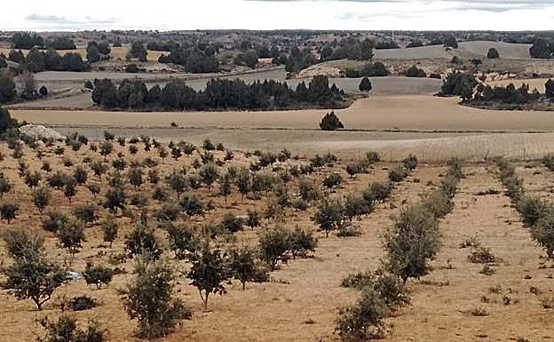 Finca trufera de Juan en Brazacorta. 