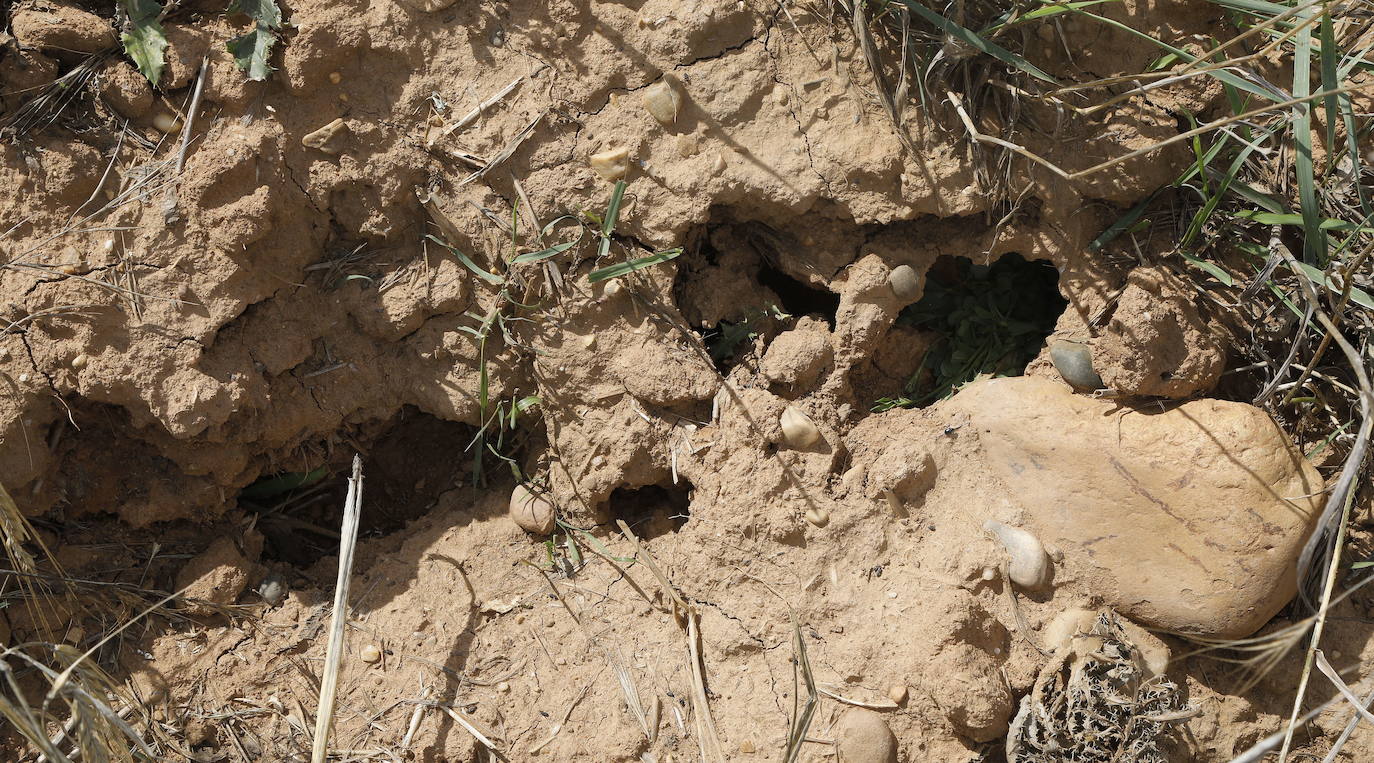 Huras de topillos en un campo palentino. 