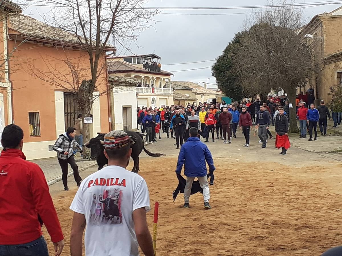 Fotos: Las imágenes del encierro de Villafrechós