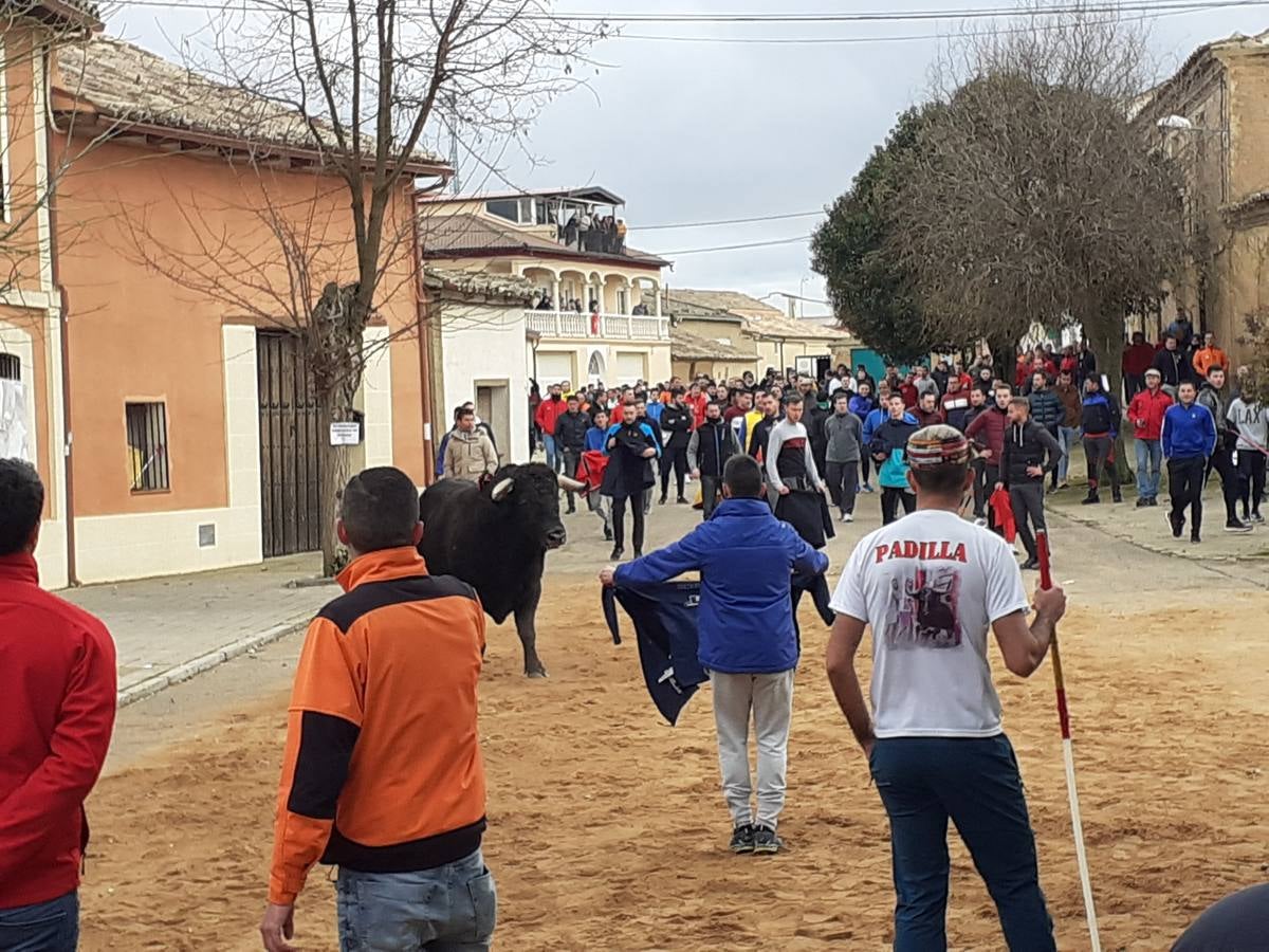 Fotos: Las imágenes del encierro de Villafrechós