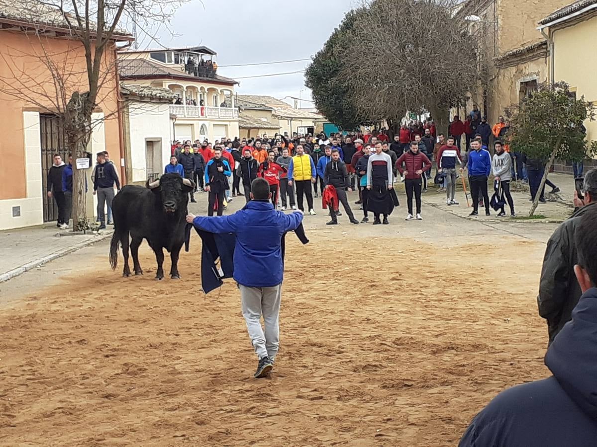 Fotos: Las imágenes del encierro de Villafrechós