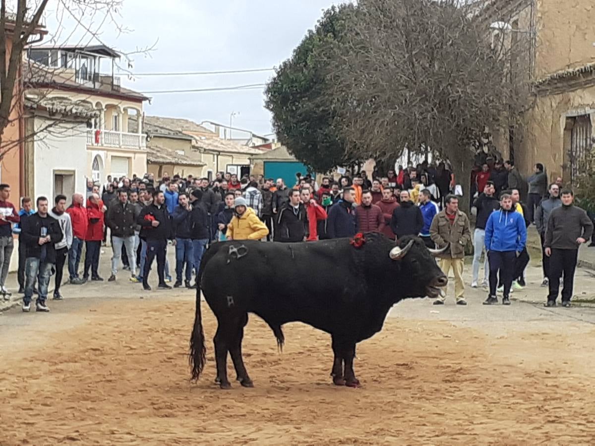 Fotos: Las imágenes del encierro de Villafrechós