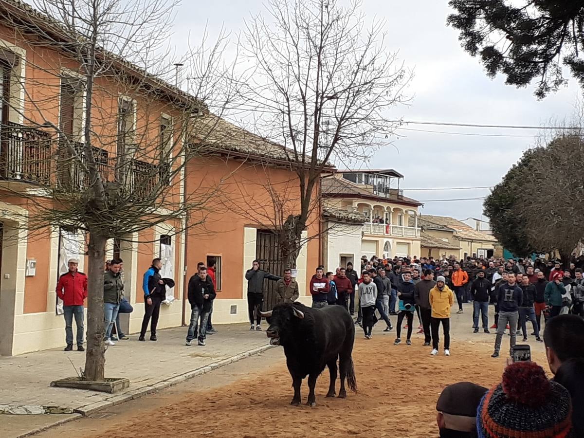 Fotos: Las imágenes del encierro de Villafrechós