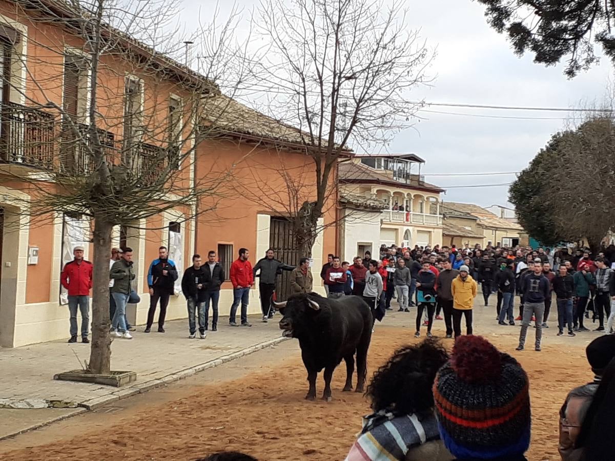 Fotos: Las imágenes del encierro de Villafrechós