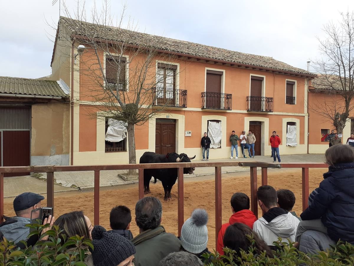 Fotos: Las imágenes del encierro de Villafrechós