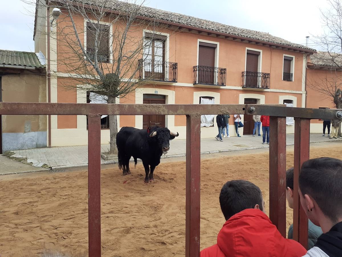 Fotos: Las imágenes del encierro de Villafrechós