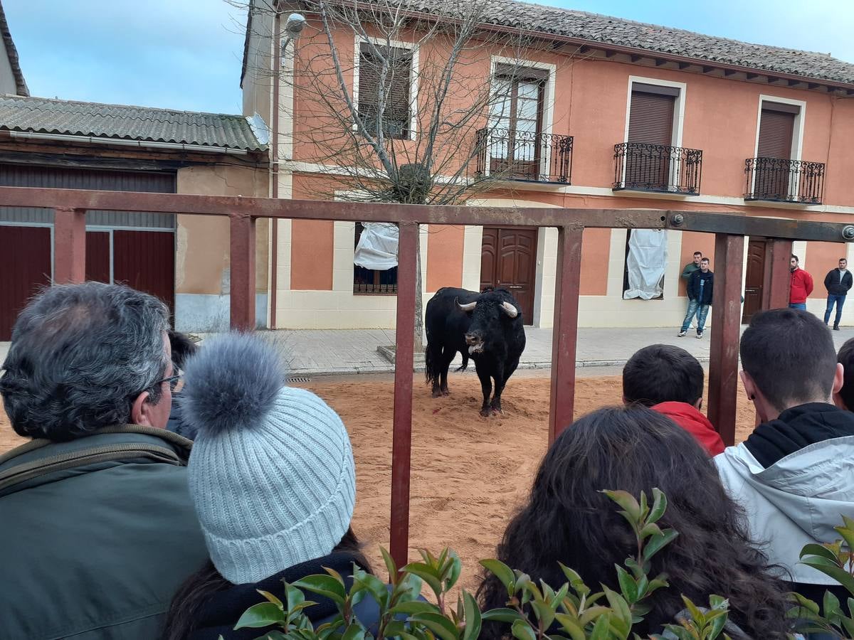 Fotos: Las imágenes del encierro de Villafrechós