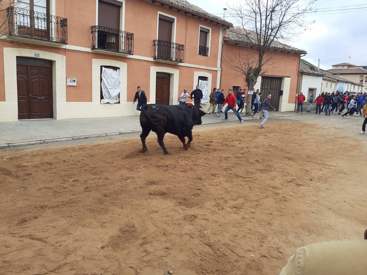 Fotos: Las imágenes del encierro de Villafrechós