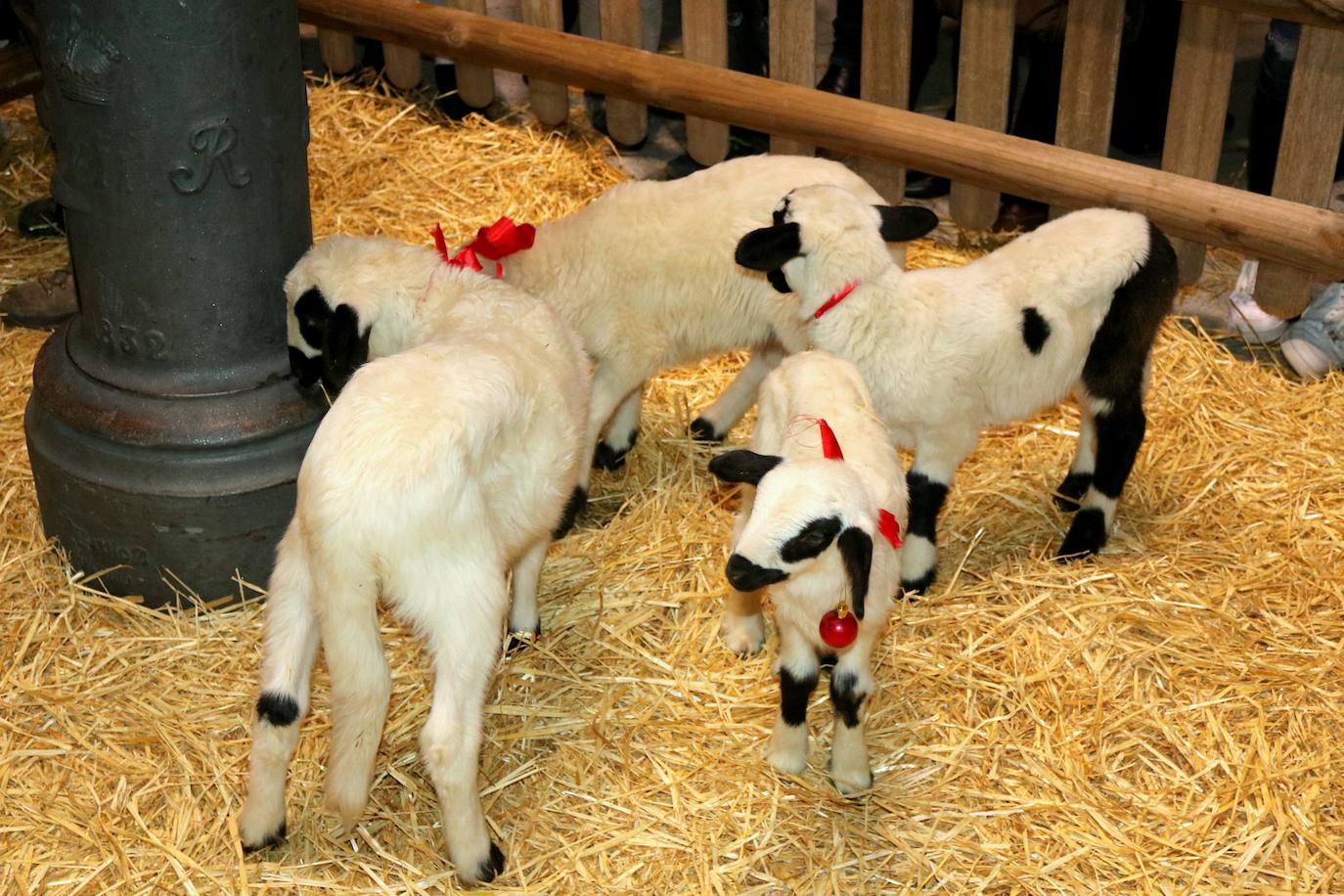 Baltanás recibe a los Reyes Magos con chocolates y roscón.