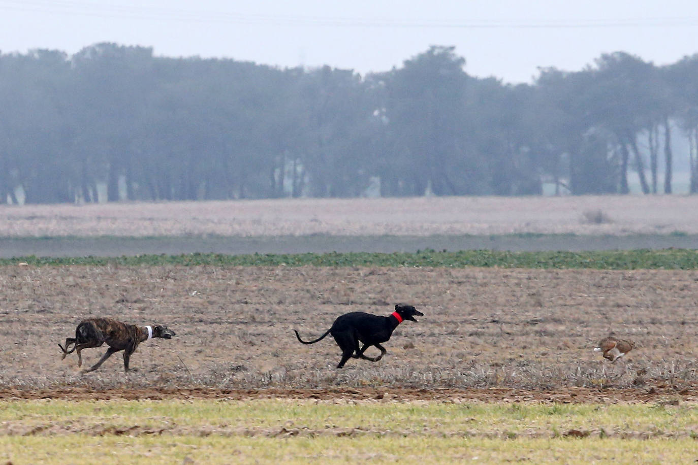 Miles de aficionados han esperado a que levantara la niebla para asistir a la primera jornada del Campeonato Nacional de Galgos. 