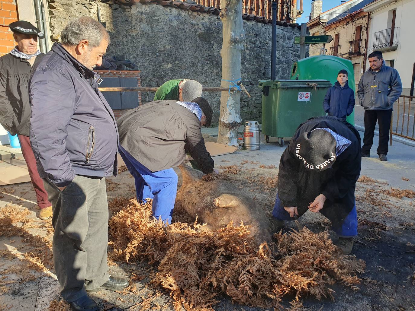 Fotos: Linares de Riofrío disfruta de su matanza tradicional