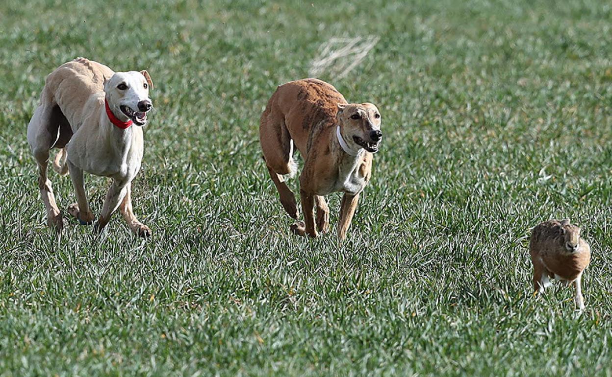 Dos galgos persiguen a una liebre.