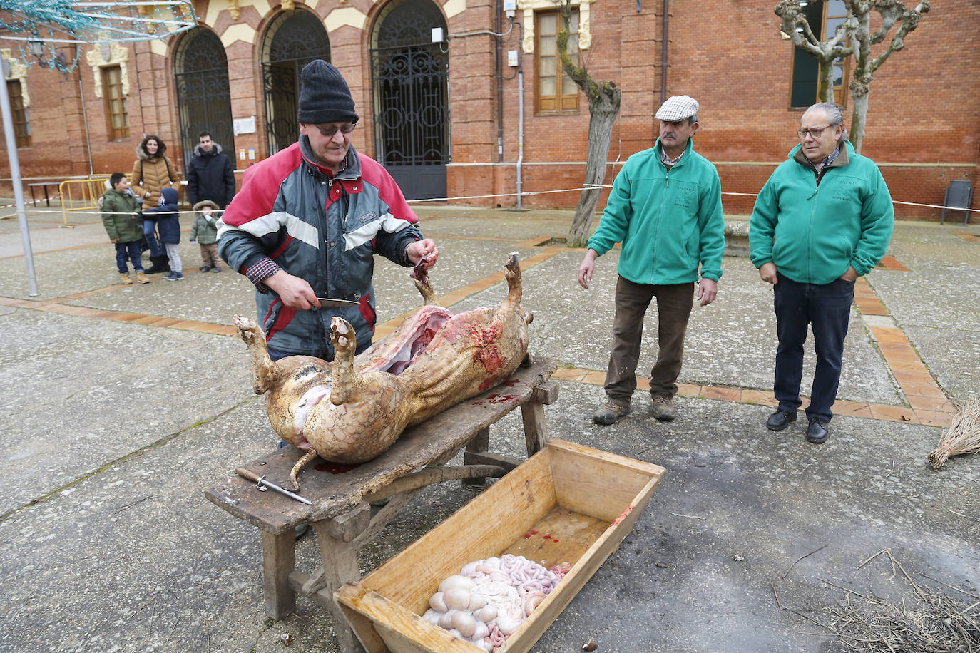 La matanza y reparto de jijas y morcilla en Becerril.