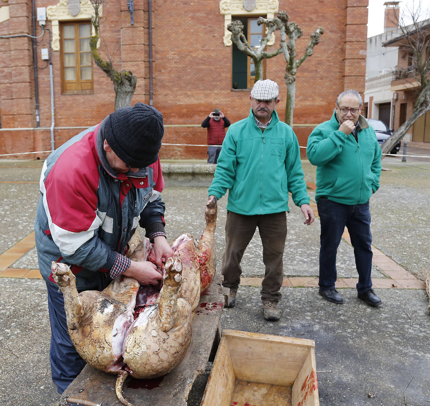 La matanza y reparto de jijas y morcilla en Becerril.