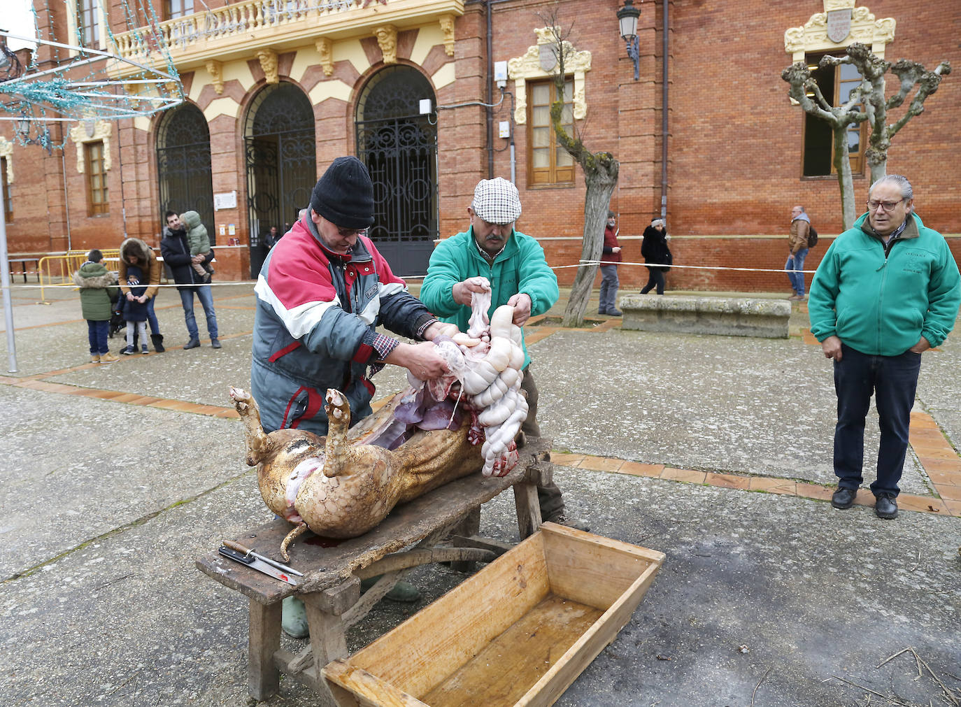 La matanza y reparto de jijas y morcilla en Becerril.
