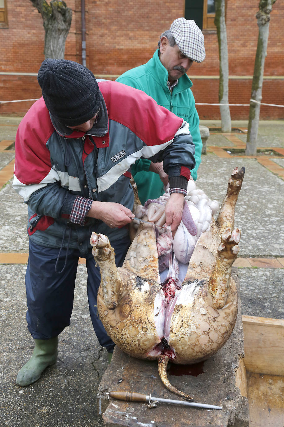 La matanza y reparto de jijas y morcilla en Becerril.