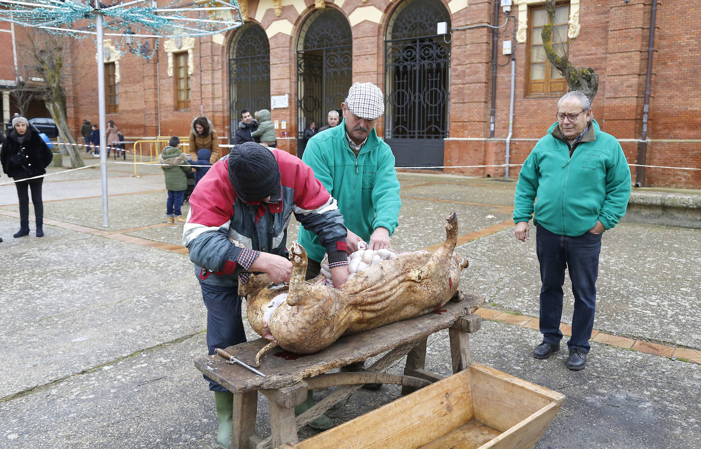La matanza y reparto de jijas y morcilla en Becerril.