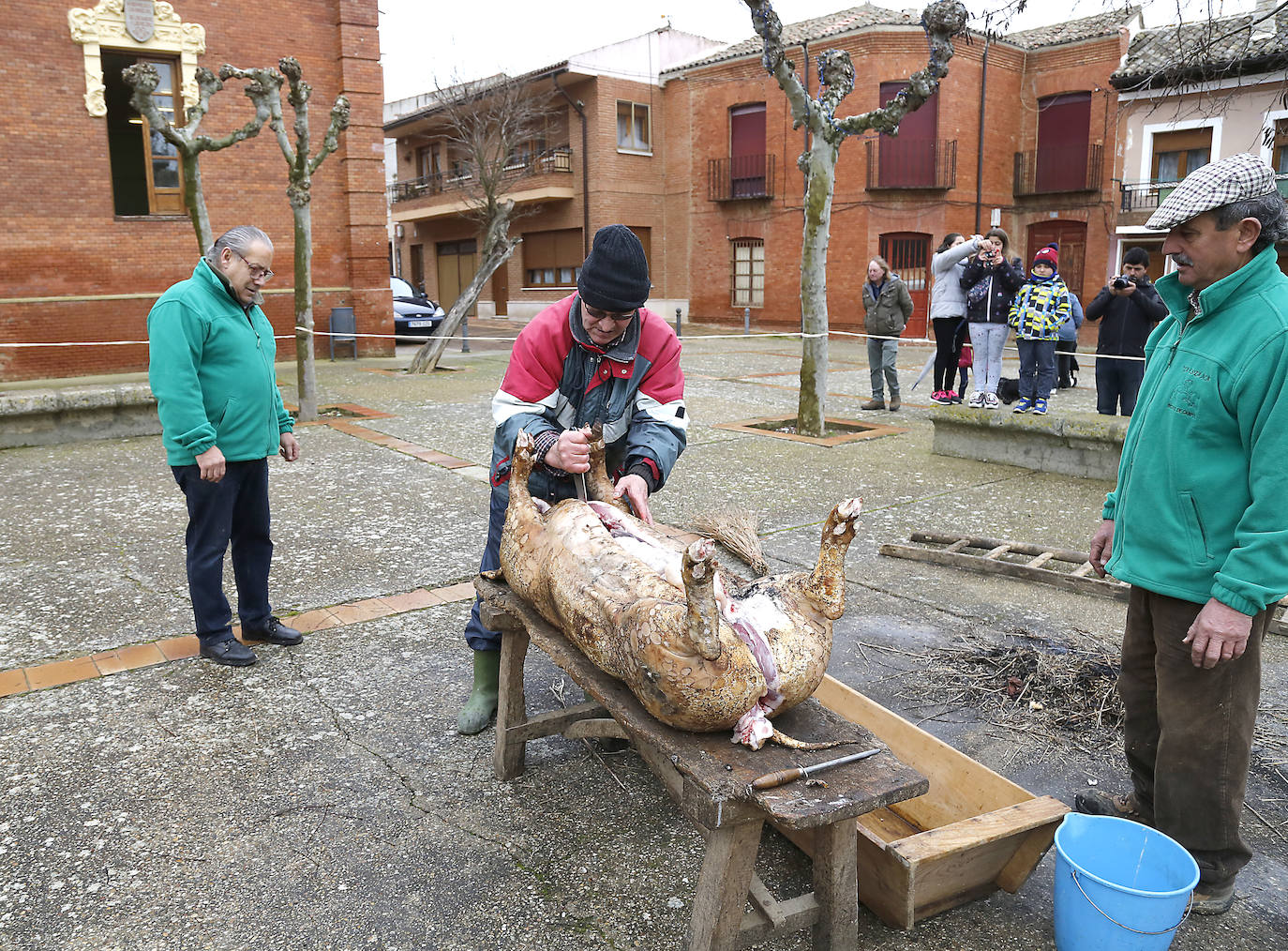 La matanza y reparto de jijas y morcilla en Becerril.