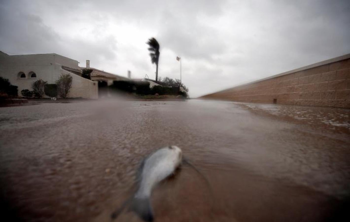 Un pez arrastrado a tierra por el mar en el Saler (Valencia).