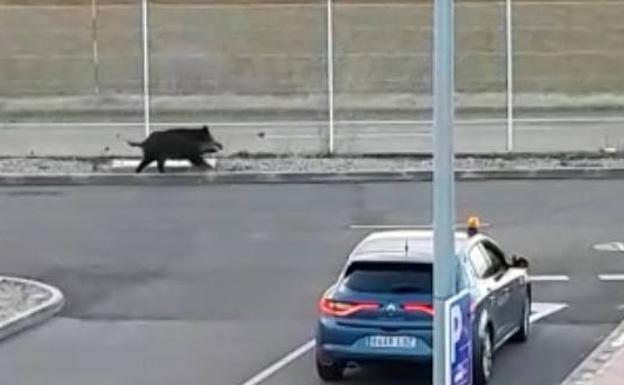 Uno de los jabalíes, vigilado por un coche en la planta de Renault. 