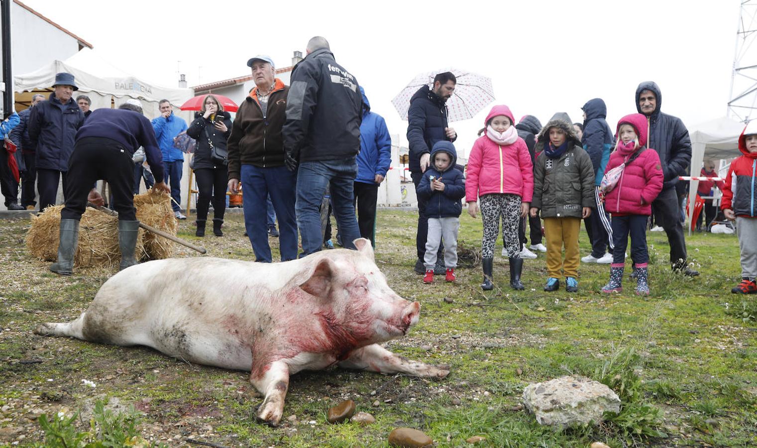 Fiesta de la matanza en Villalobón. 