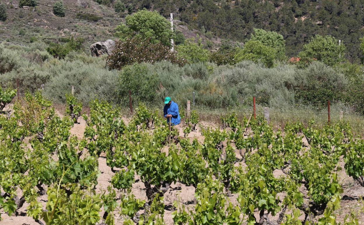 Viña de la Denominación de Origen Protegida Cebreros. 