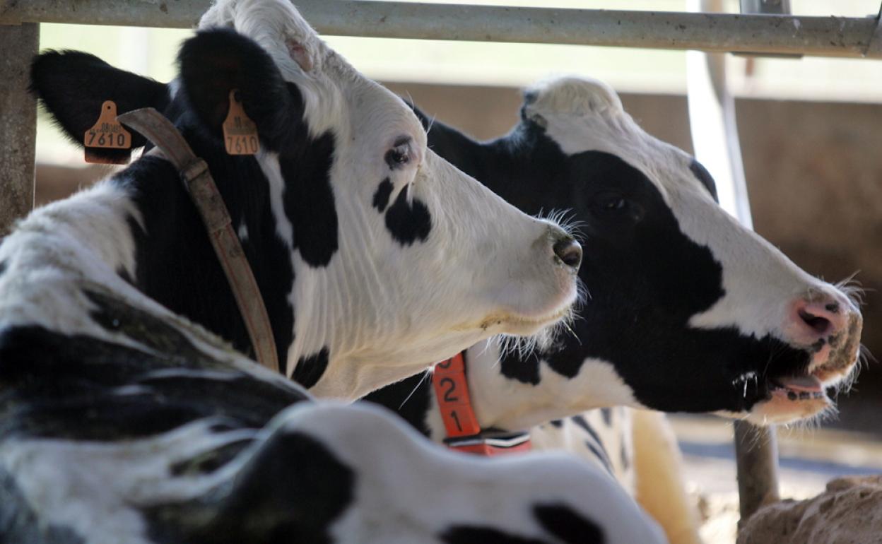 Vacas en una ganadería de Zamora.