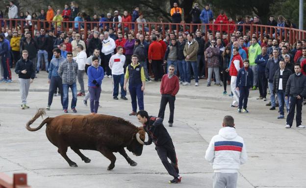 Toro de San Blas de Viana de Cega, en años anteriores. 