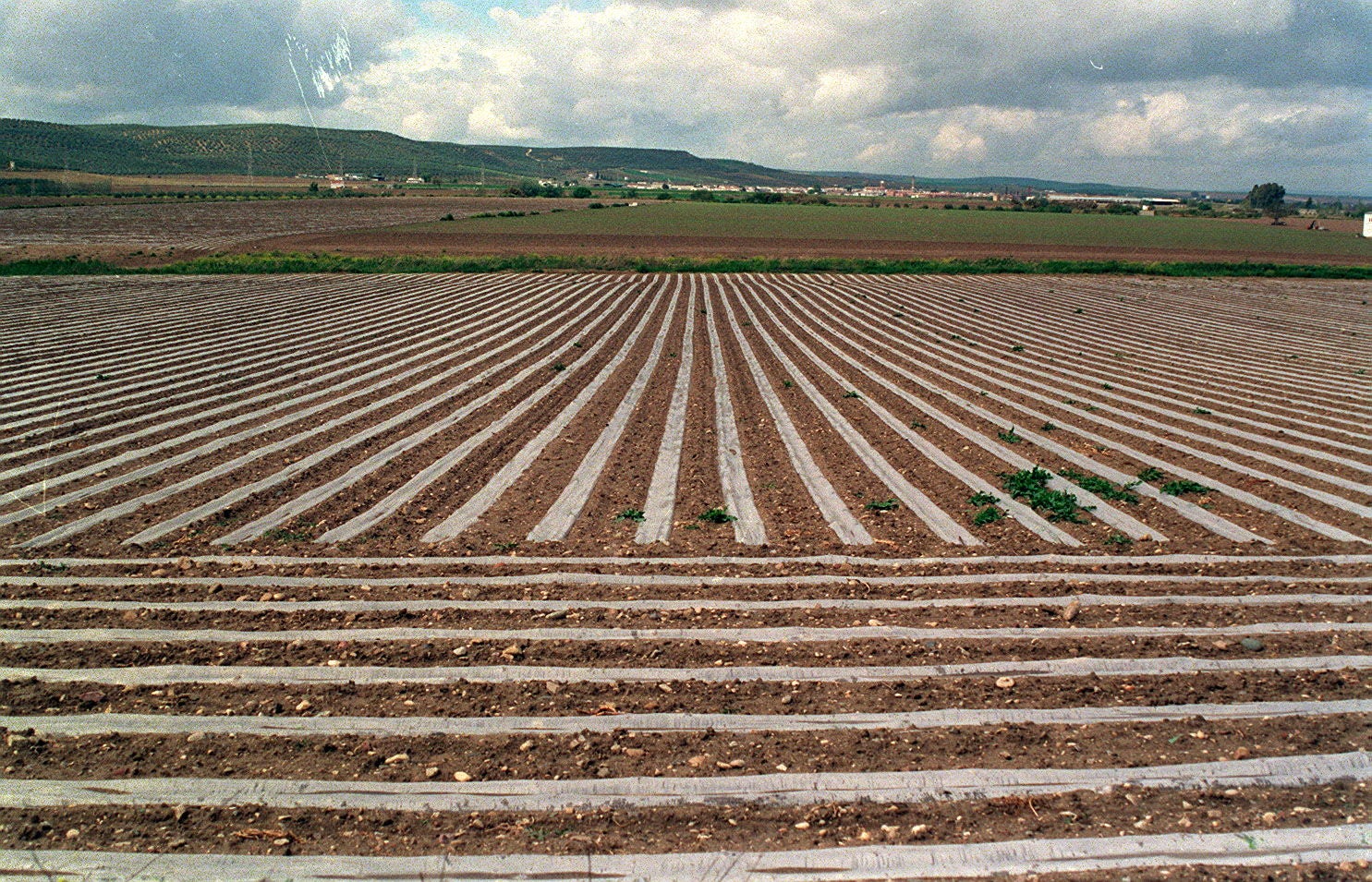 Una finca recién sembrada. 