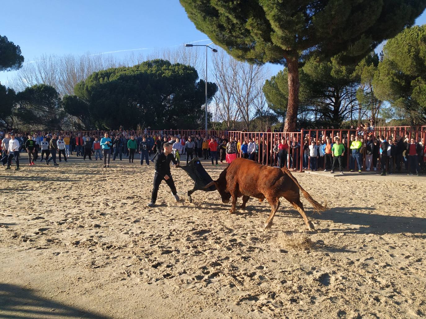 Fotos: El encierro de Viana de Cega, en imágenes