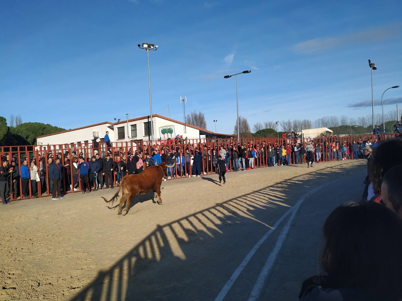 Fotos: El encierro de Viana de Cega, en imágenes