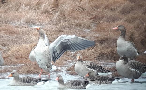 Ánsares comunes que invernan en la Laguna de la Nava. 