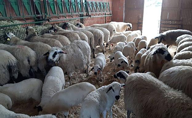 Explotación de ovino en la región.