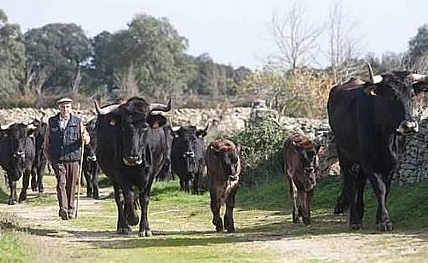 Un ganadero conduce a sus vacas por un camino. 